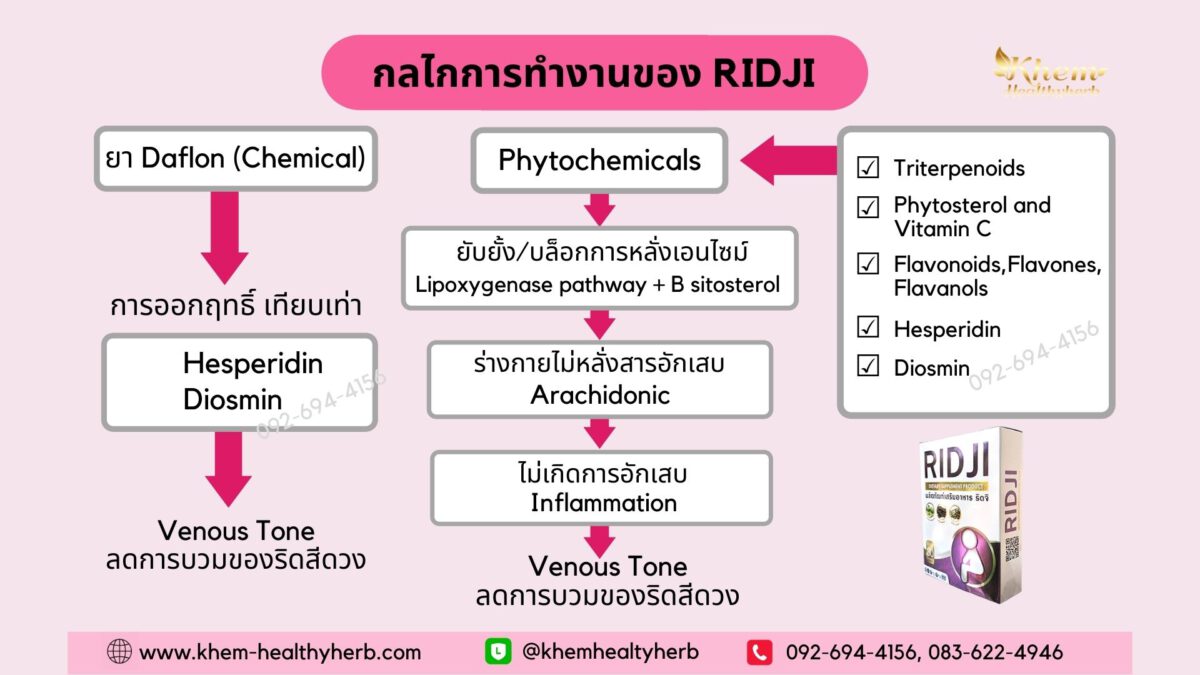 ridji ริดจิ กลไกการออกฤทธิ์ ริดสีดวงทวาร